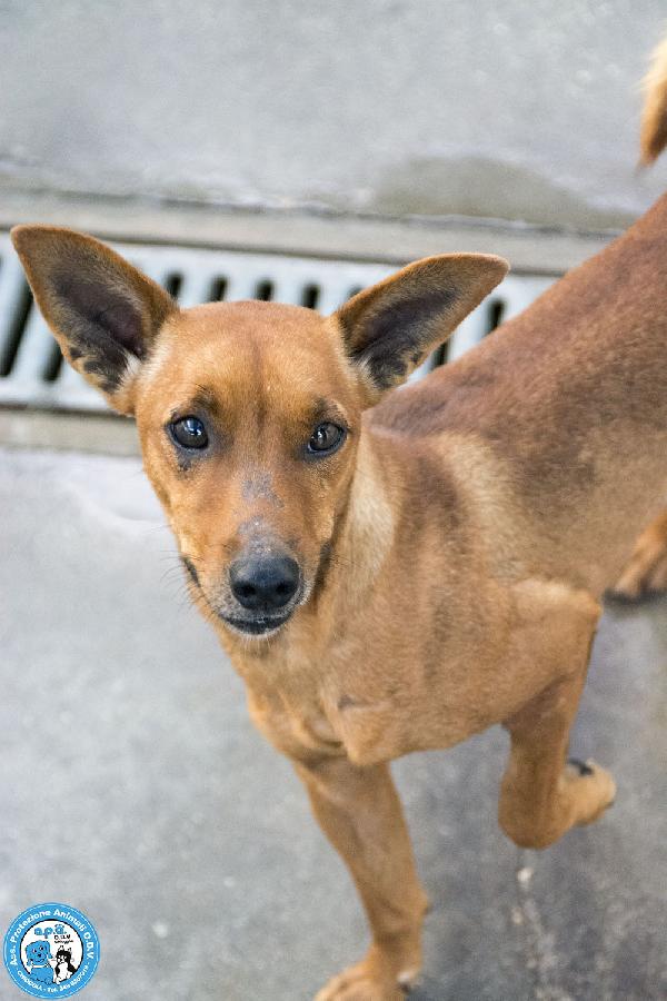 Dea, 5 kg di coraggio e simpatia Foto 7